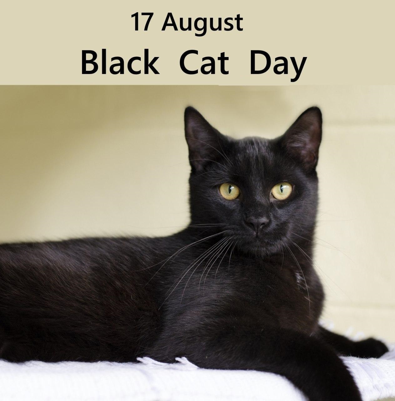 ۱۷ اوت  روز گربه سیاه است.
